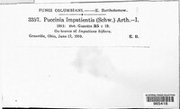 Puccinia argentata image